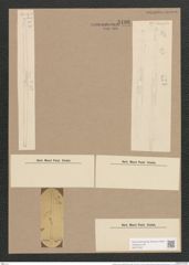 Synedra ulna var. aequalis (Kuetz.) Rabh. (de-Toni-Nr.: Genus 66, Species 2584) Zeichnungen Sammlung Grunow Nr. 5196 (NHMW-BOT-W0373557)